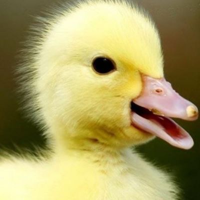 Vixy Video on fixed page_40