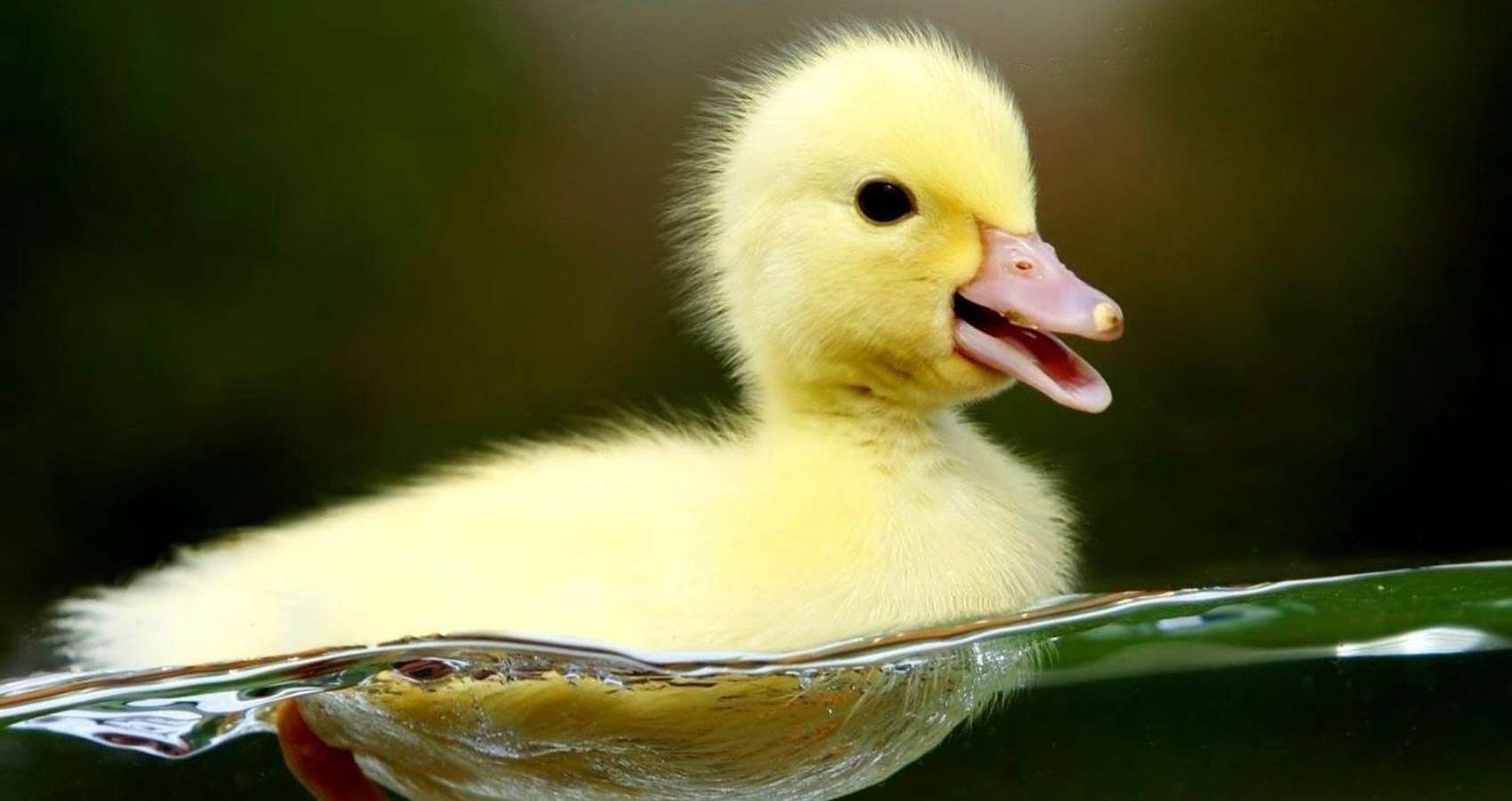 responsive image - landscape